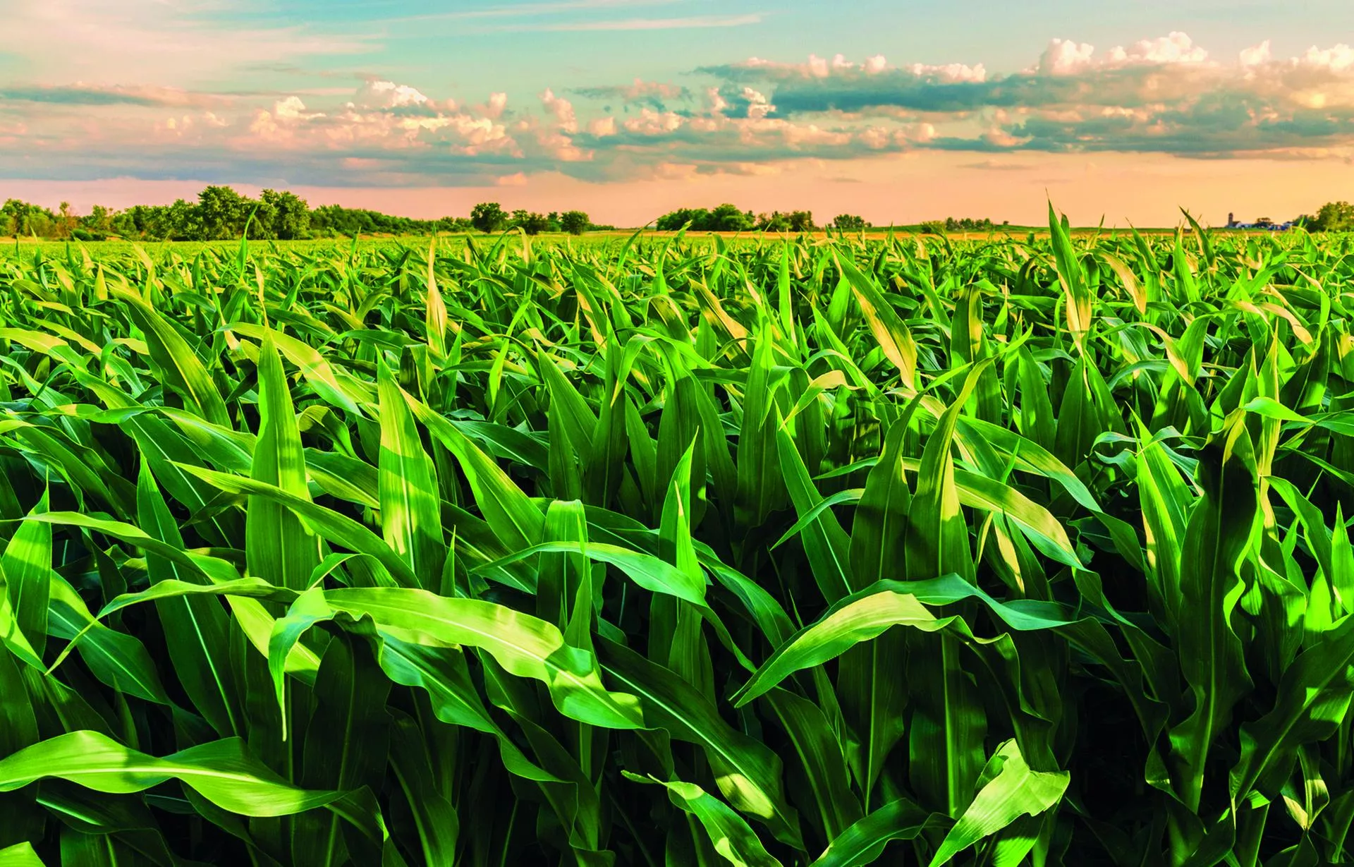 Evritell® 162 OD - nowa jakość w ochronie przed chwastami!