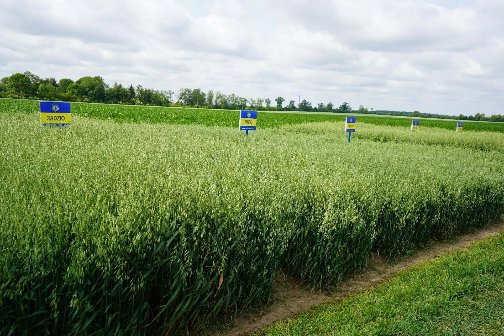 Nowe gatunki ozimin na polach. Rolnicy już je testują