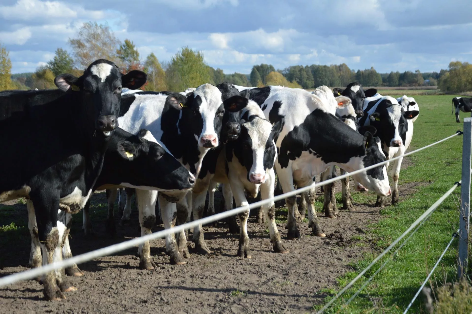 Stawki za dobrostan zwierząt mogą wzrosnąć o 20 proc. Kto dostanie więcej?