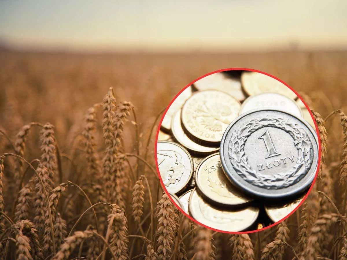 Rolnik dostaje tylko 15 groszy z każdej złotówki. Gdzie ginie reszta pieniędzy?