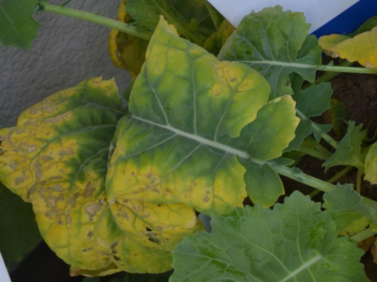 Jak potas pomaga roślinom przetrwać zimę?