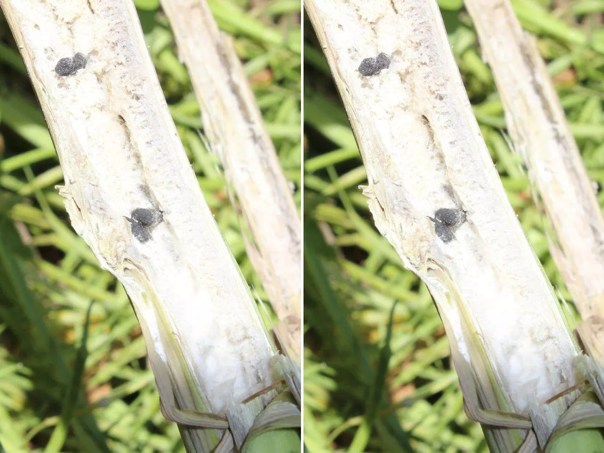 Jak stosować biologiczne środki ochrony roślin? Praktyczne rady prof. Sosnowskiej