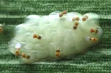 Kruszynek pasożytujący jaja omacnicy 