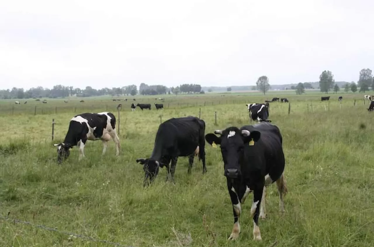 Rynek mleka się odwrócił. Kto dziś rządzi, a kto spadł z podium?