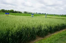 Zainteresowanie uprawą owsa ozimego rośnie dość szybko i odmian przybywa. Na razie w Krajowym rejestrze jest tylko Edzio, ale prawdopodobnie w lutym 2026 r. dołączy do niego kilka nowych odmian