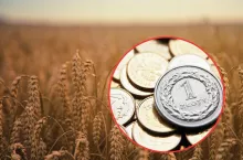 pole ze zbożem, złotówka polska u rogu na dole po prawej stronie