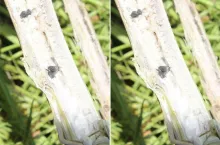 Jak stosować biologiczne środki ochrony roślin? Praktyczne rady prof. Sosnowskiej