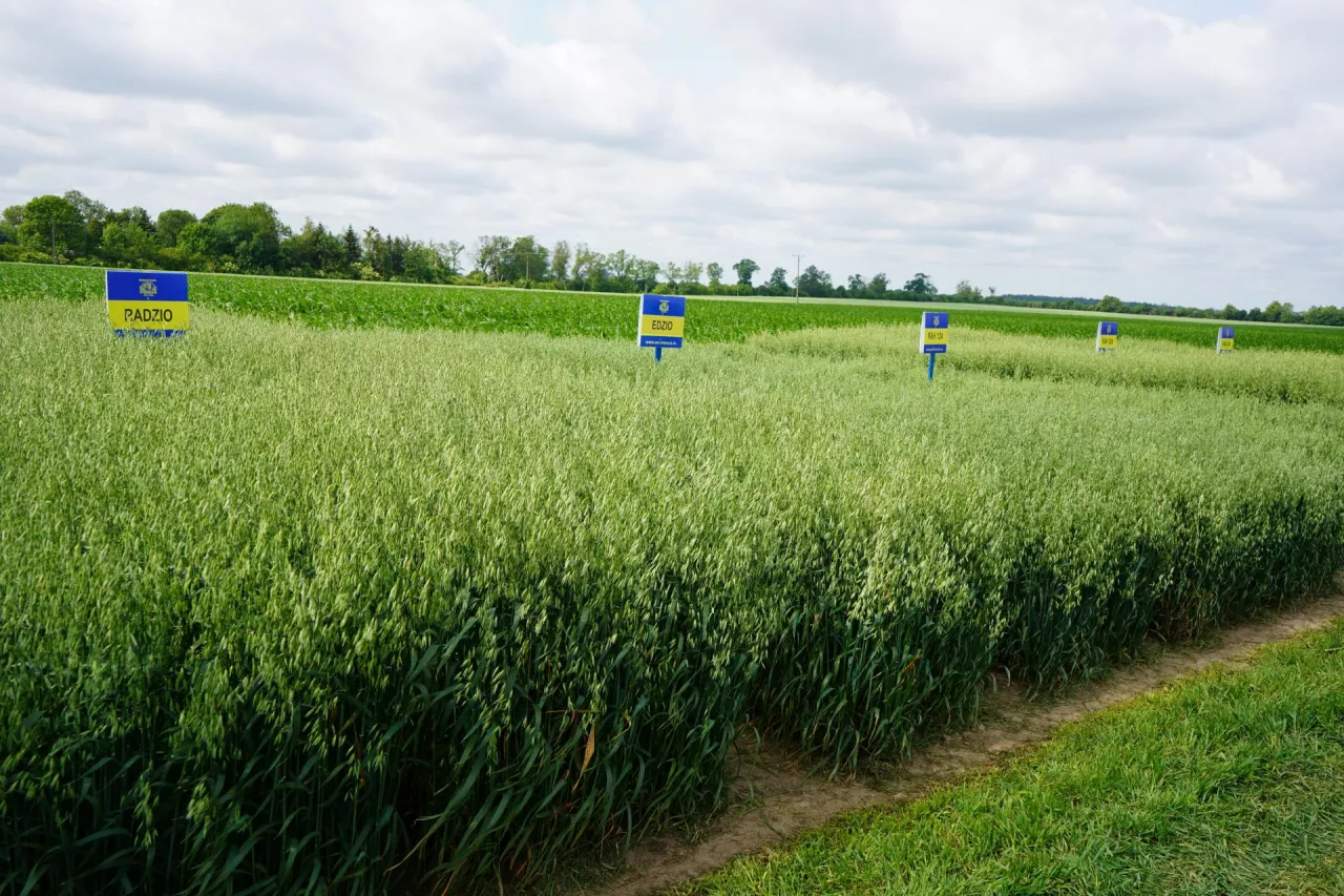 Zainteresowanie uprawą owsa ozimego rośnie dość szybko i odmian przybywa. Na razie w Krajowym rejestrze jest tylko Edzio, ale prawdopodobnie w lutym 2026 r. dołączy do niego kilka nowych odmian