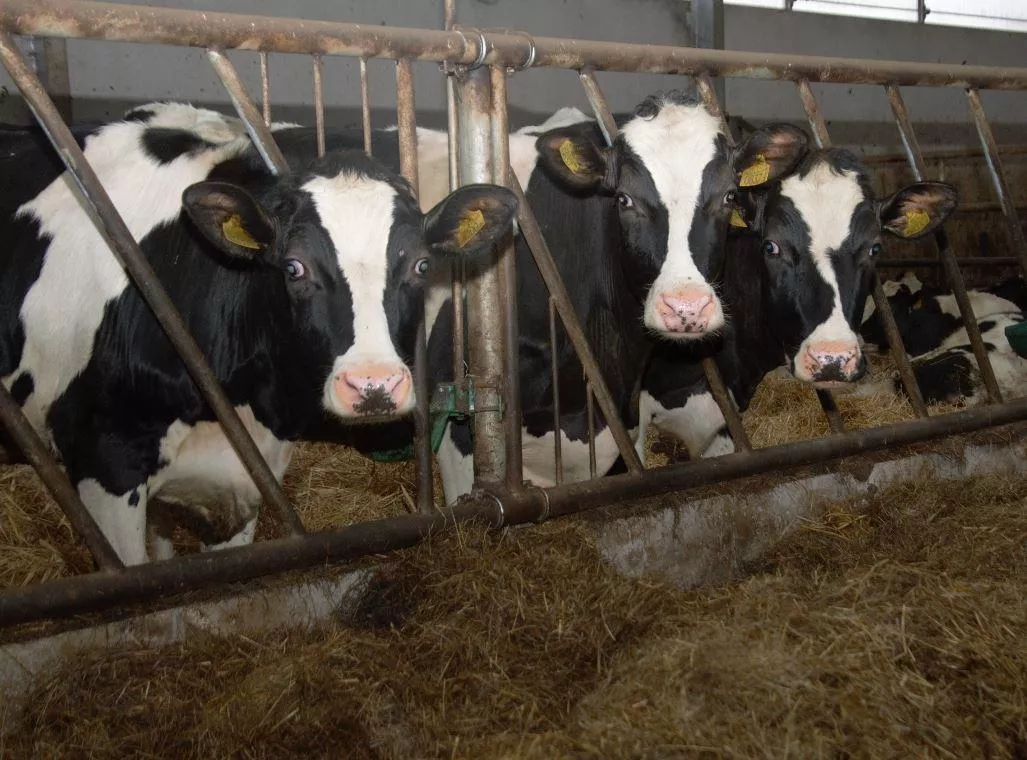 Co się dzieje na rynku mleka? Rolnicy będą tracić