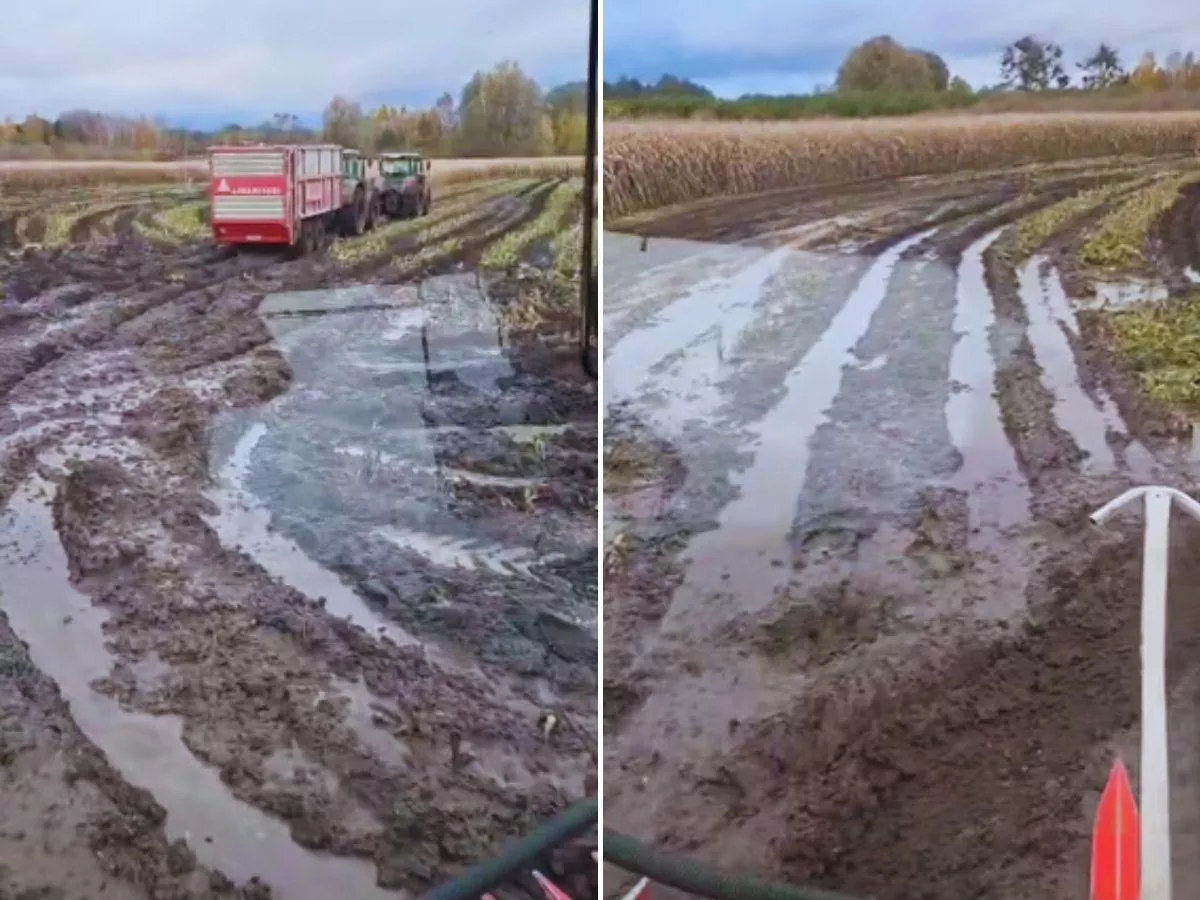 Rolnicy koszą kukurydzę kiszonkową w błocie. "Gwiazdka nas zastanie w polu”
