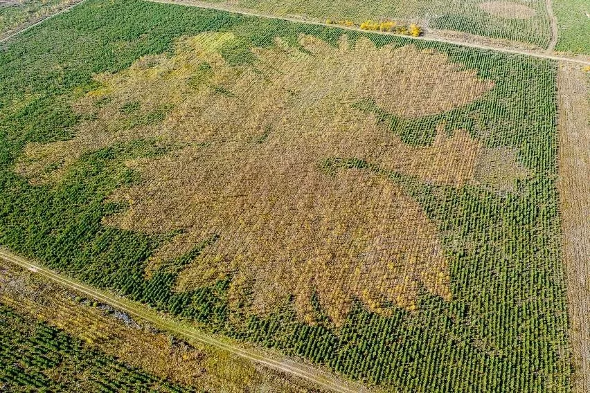 Posadzili orła na 10 hektarach. Widać go choćby z samolotu