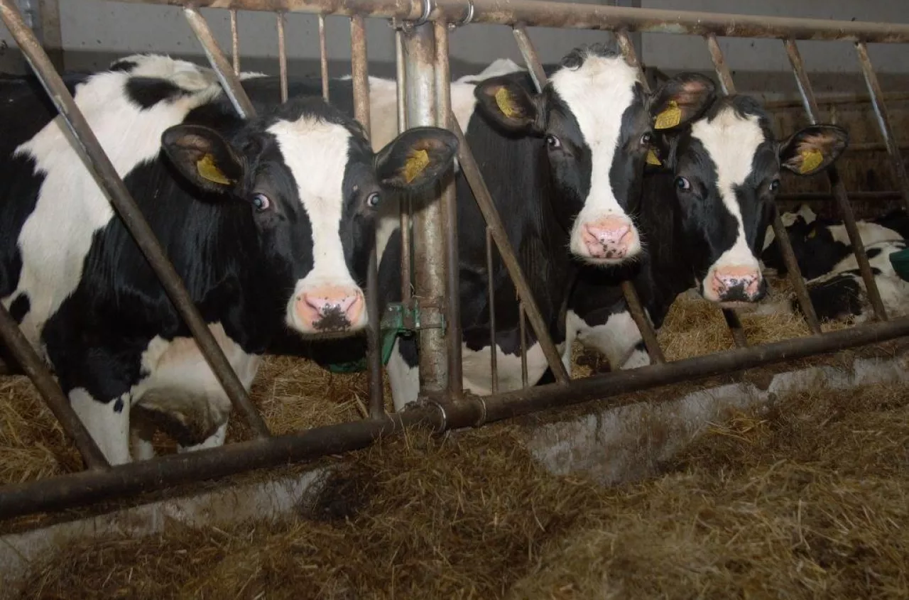 Co się dzieje na rynku mleka? Rolnicy będą tracić