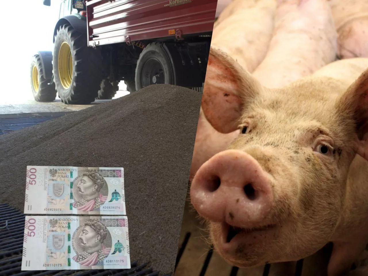 Ceny zbóż bardzo niskie, świnie jeszcze tańsze