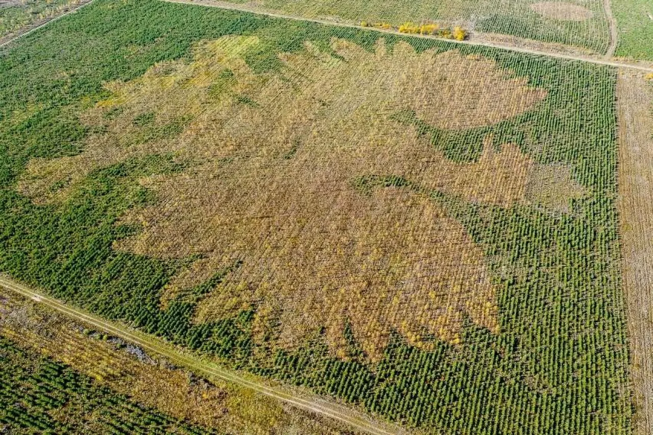 Sadzenie dla Niepodległej