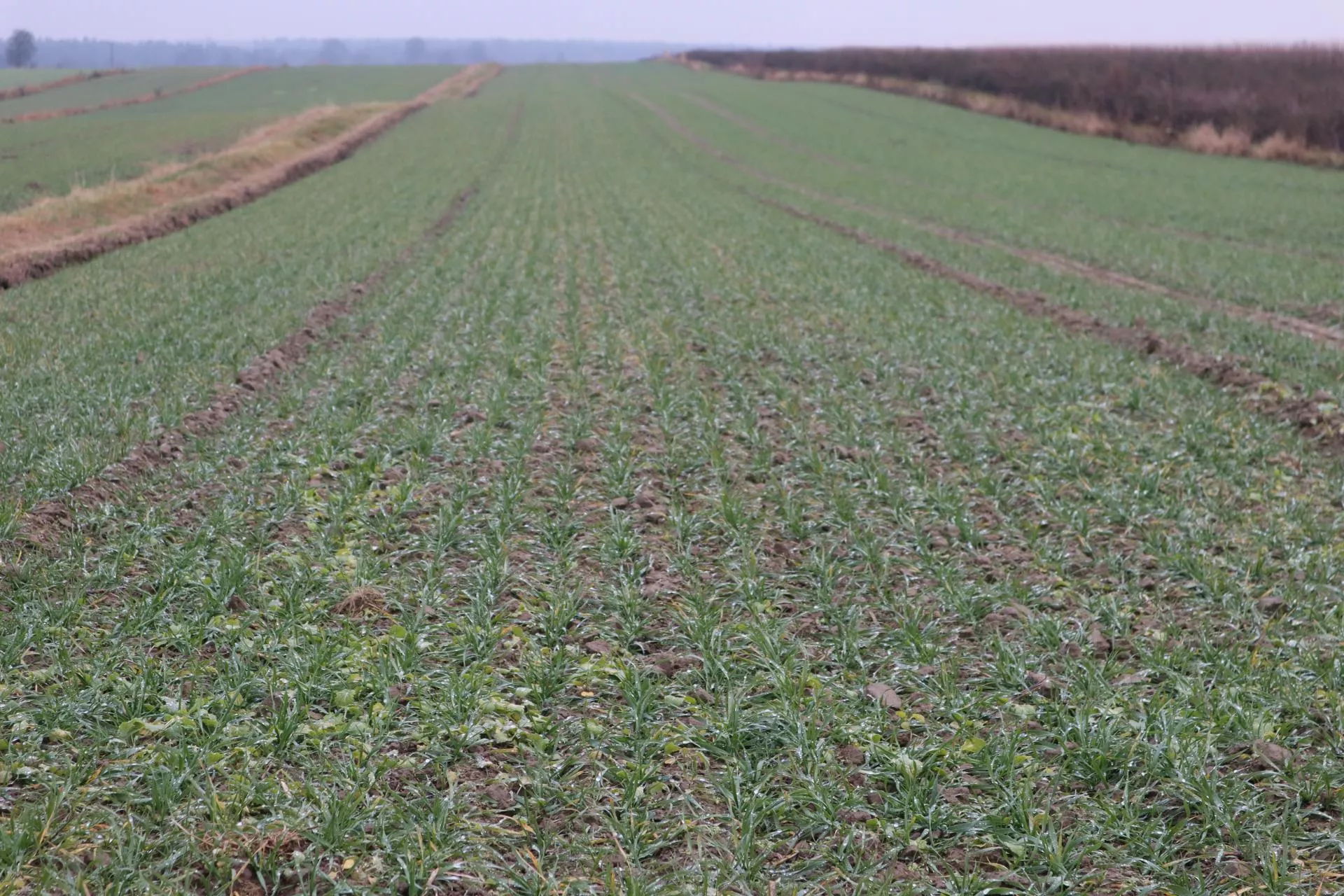 Zadbaj o swój spokój – ubezpiecz swoje uprawy