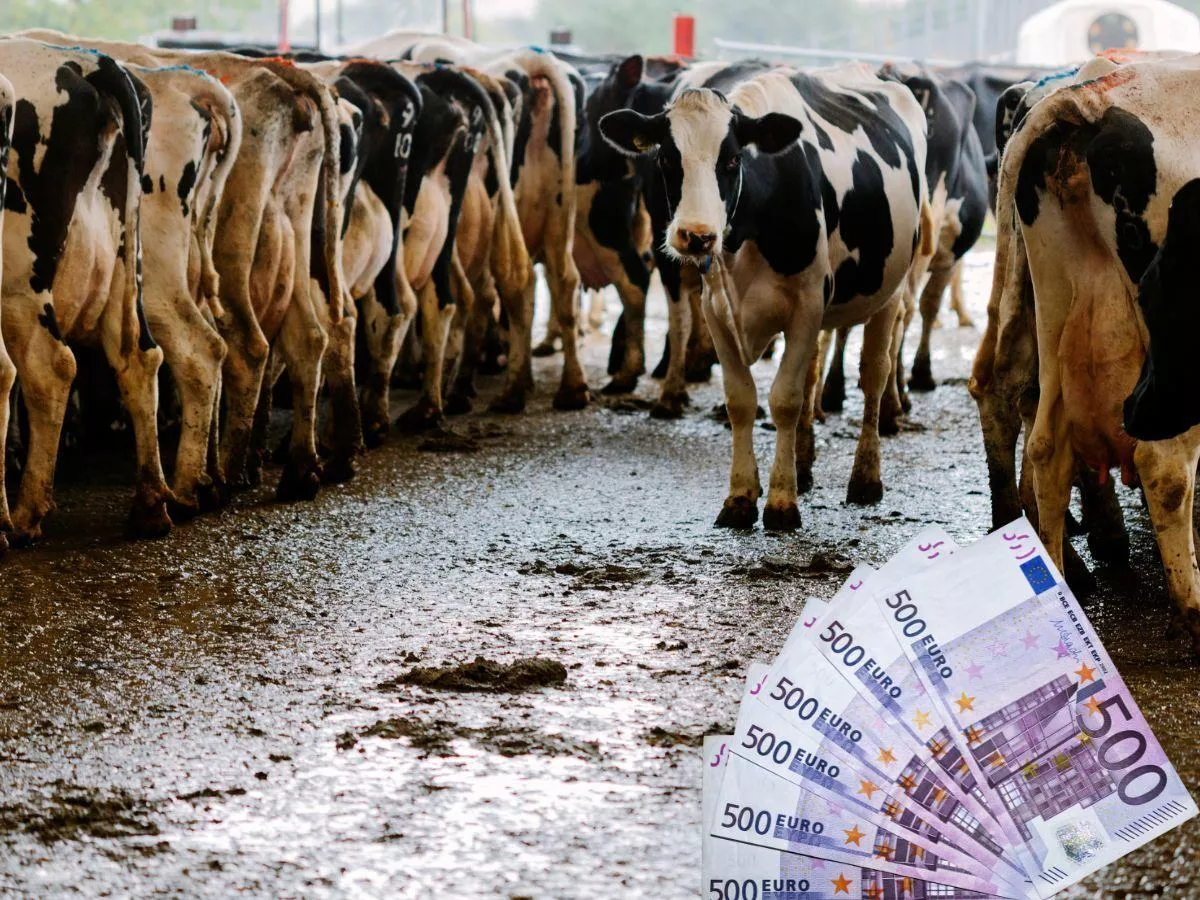 Dwie duże mleczarnie łączą siły. Co to oznacza dla rolników?