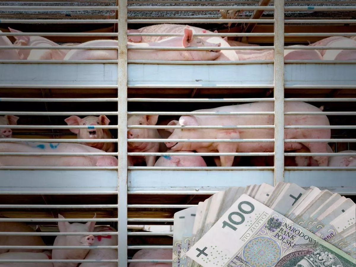 Będą rekompensaty za świnie? Jest nowy wniosek