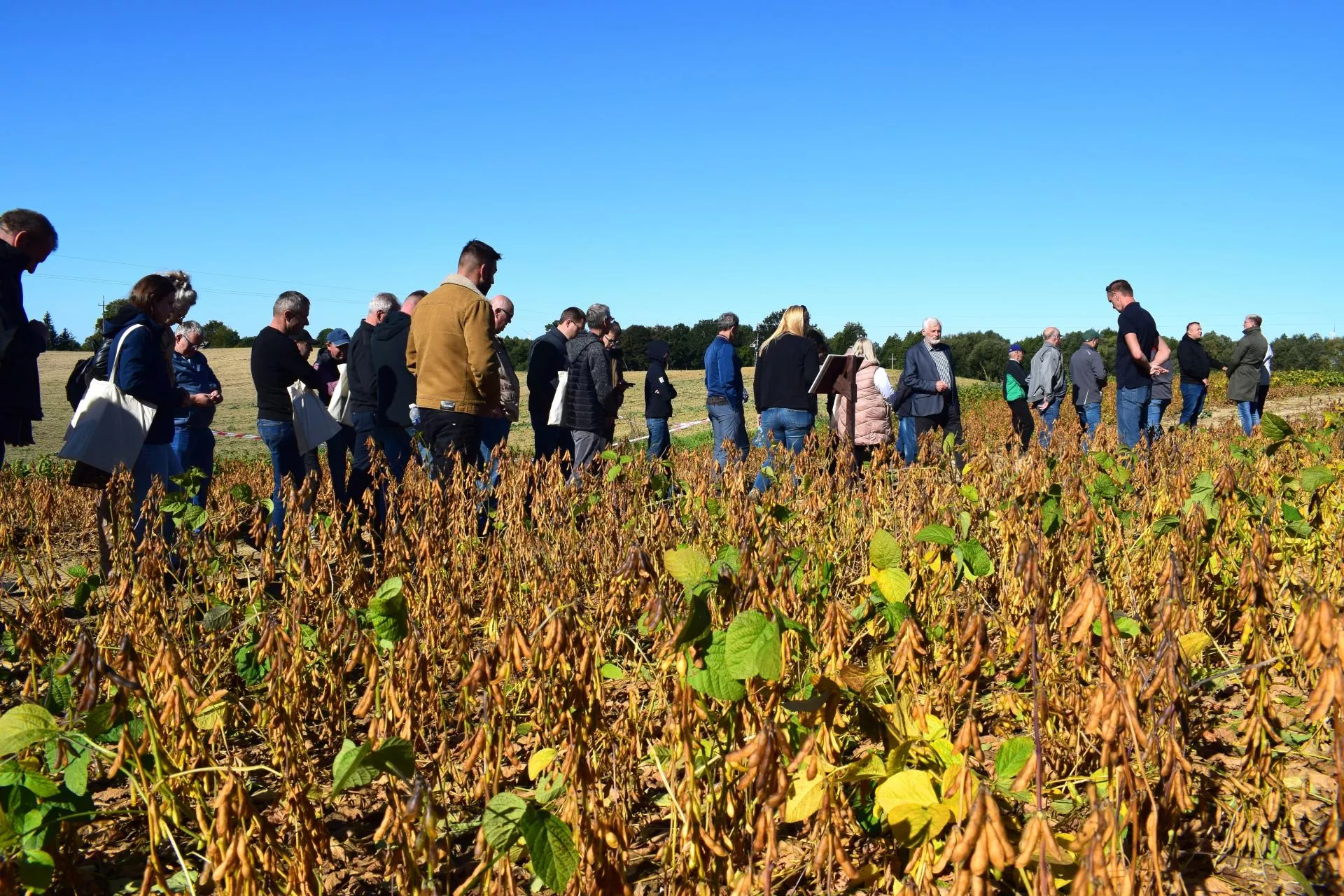 Soja zaskoczyła rolników. Późniejsze odmiany dały najlepszy plon