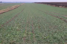 Pszenica wysiana po 20 września 