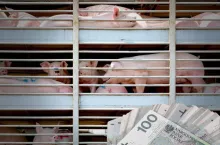 Będą rekompensaty za świnie? Jest nowy wniosek