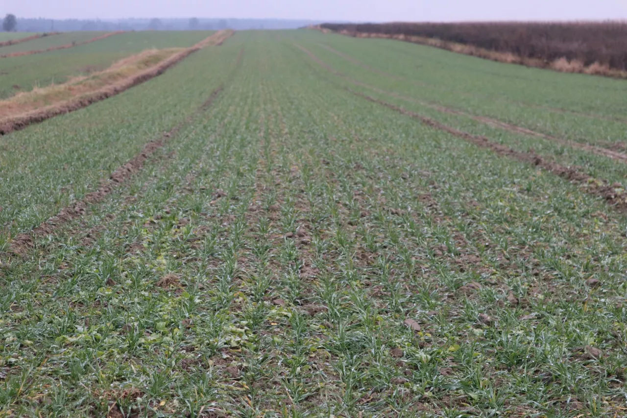 Pszenica wysiana po 20 września 