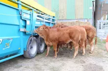 Jakie są aktualne ceny bydła w Polsce?