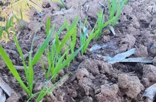 Jesienne stosowanie Arcton WG – sposób na wzmocnienie zdrowotności i kondycji zbóż przed zimą