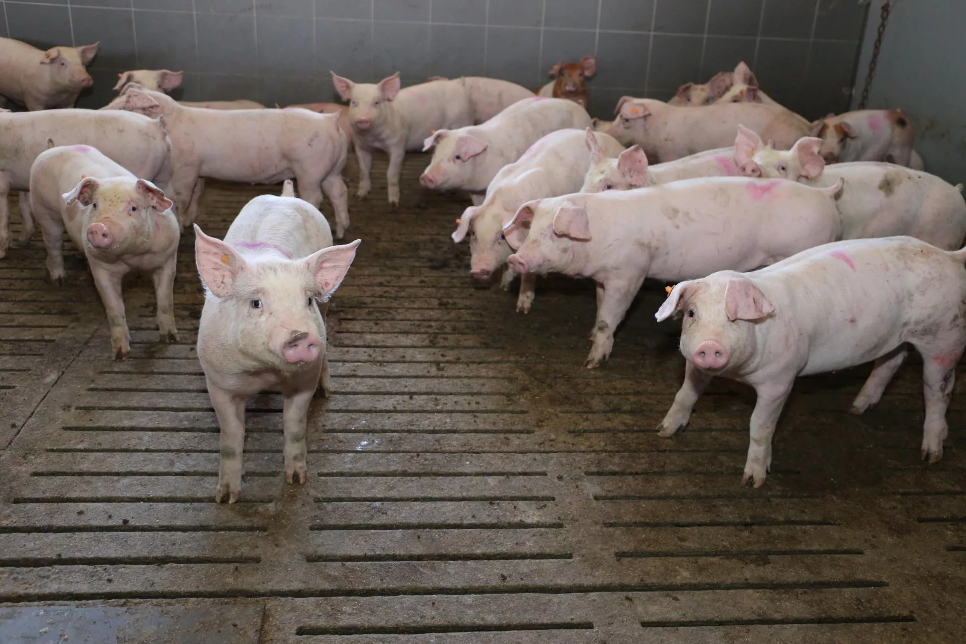 Ceny świń ruszyły z miejsca. Gdzie skupy płacą najwięcej? [SONDA]