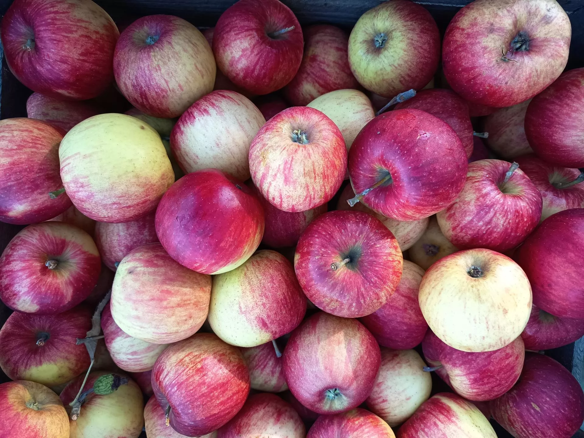 Choroby przechowalnicze jabłek – objawy i przyczyny