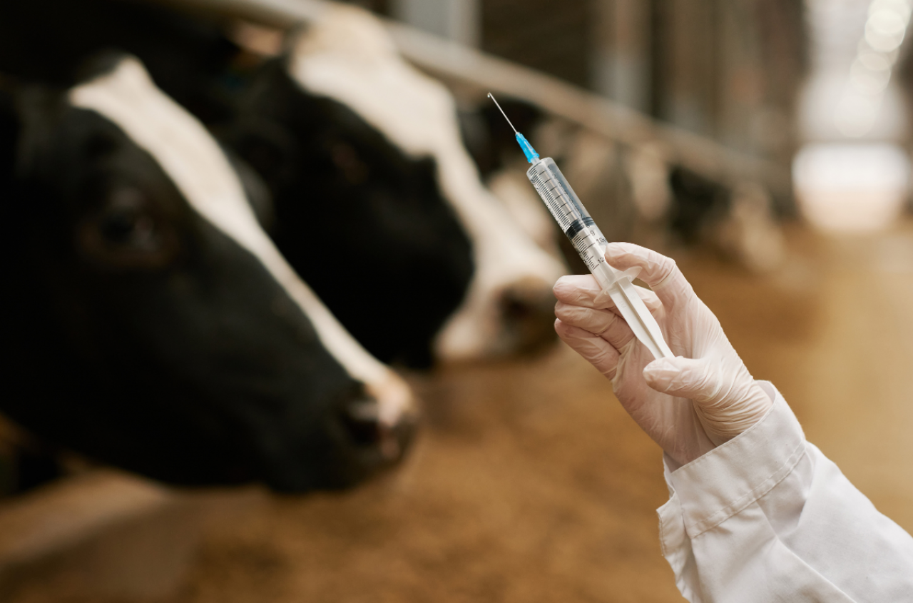 Ktoś wrzucił antybiotyki do zbiornika z mlekiem. Rolnik stracił 34 tys. zł