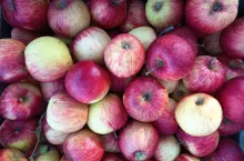 Jeśli nie posiadamy profesjonalnej chłodni do przechowywania jabłek, możemy wykorzystać piwnicę, w której należy utrzymywać temperaturę w granicach 0–8°C oraz wilgotność na poziomie 80–95%