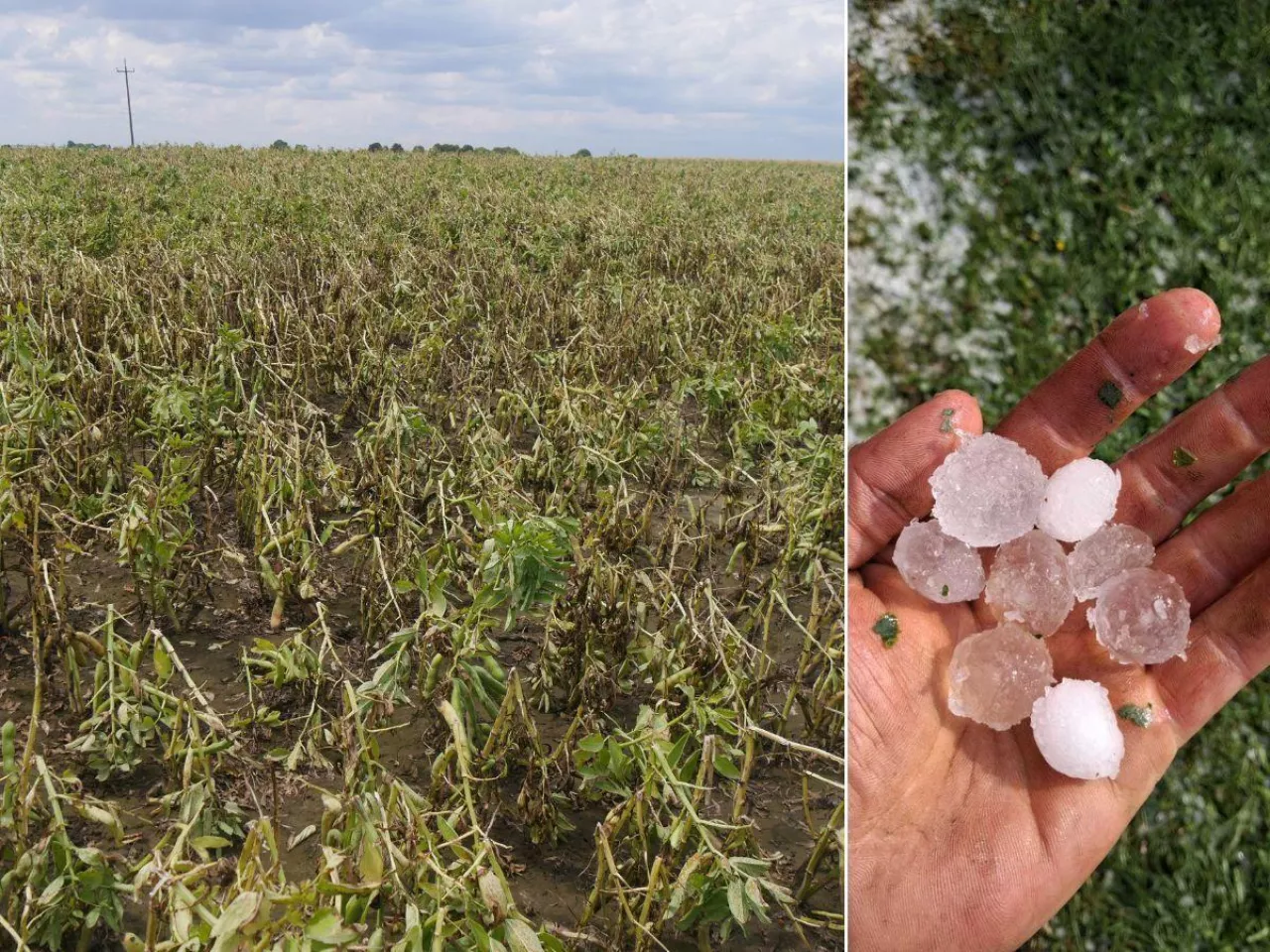 Rolnicy tracą pomoc przez 0,01 proc. strat. Będzie zmiana zasad?