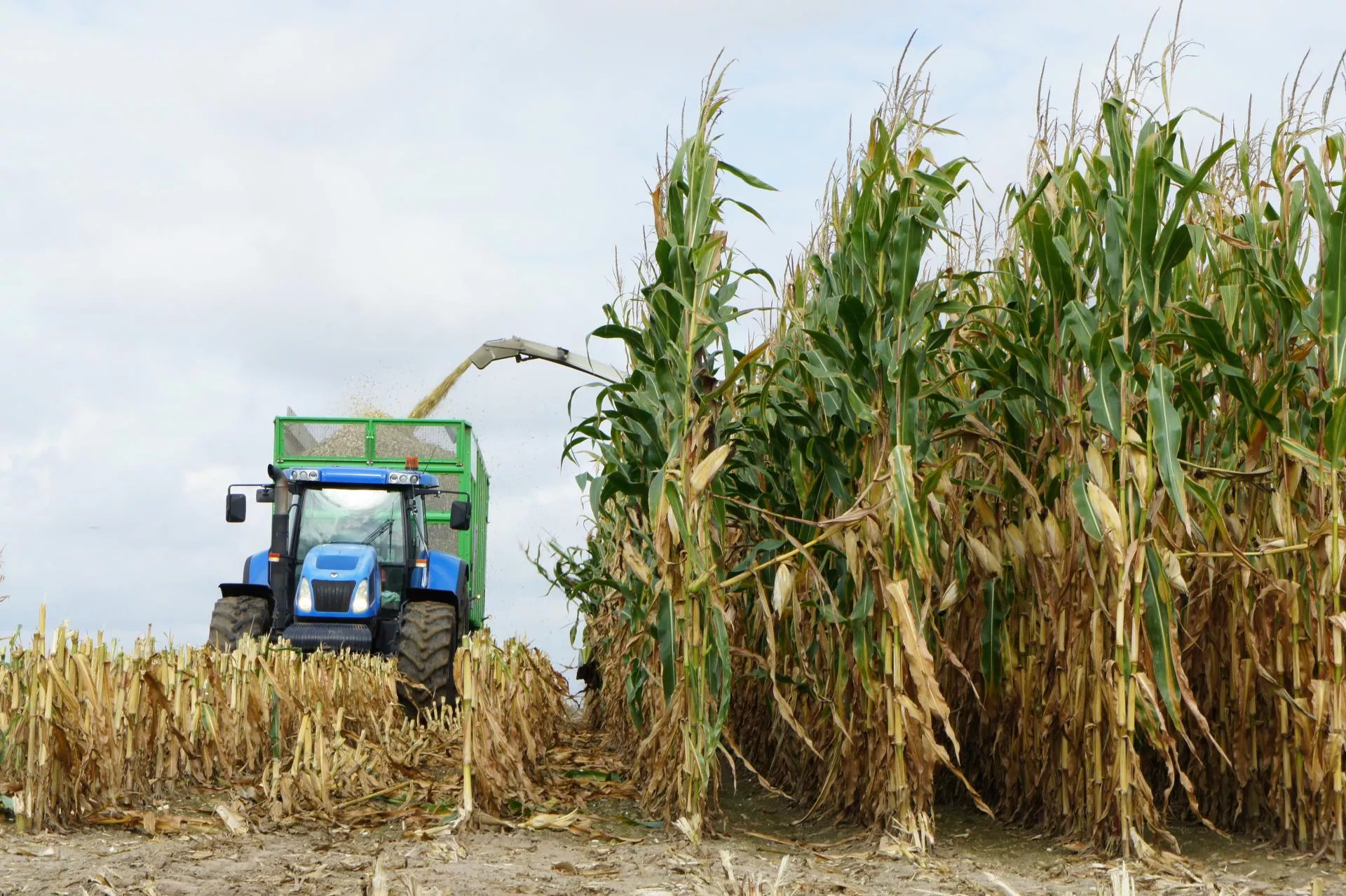 Są wstępne wyniki plonowania kukurydzy na kiszonkę. Które odmiany wygrały?