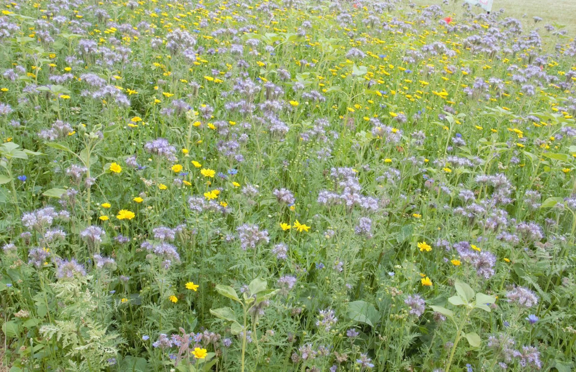 Czy uprawa międzyplonów się opłaca?