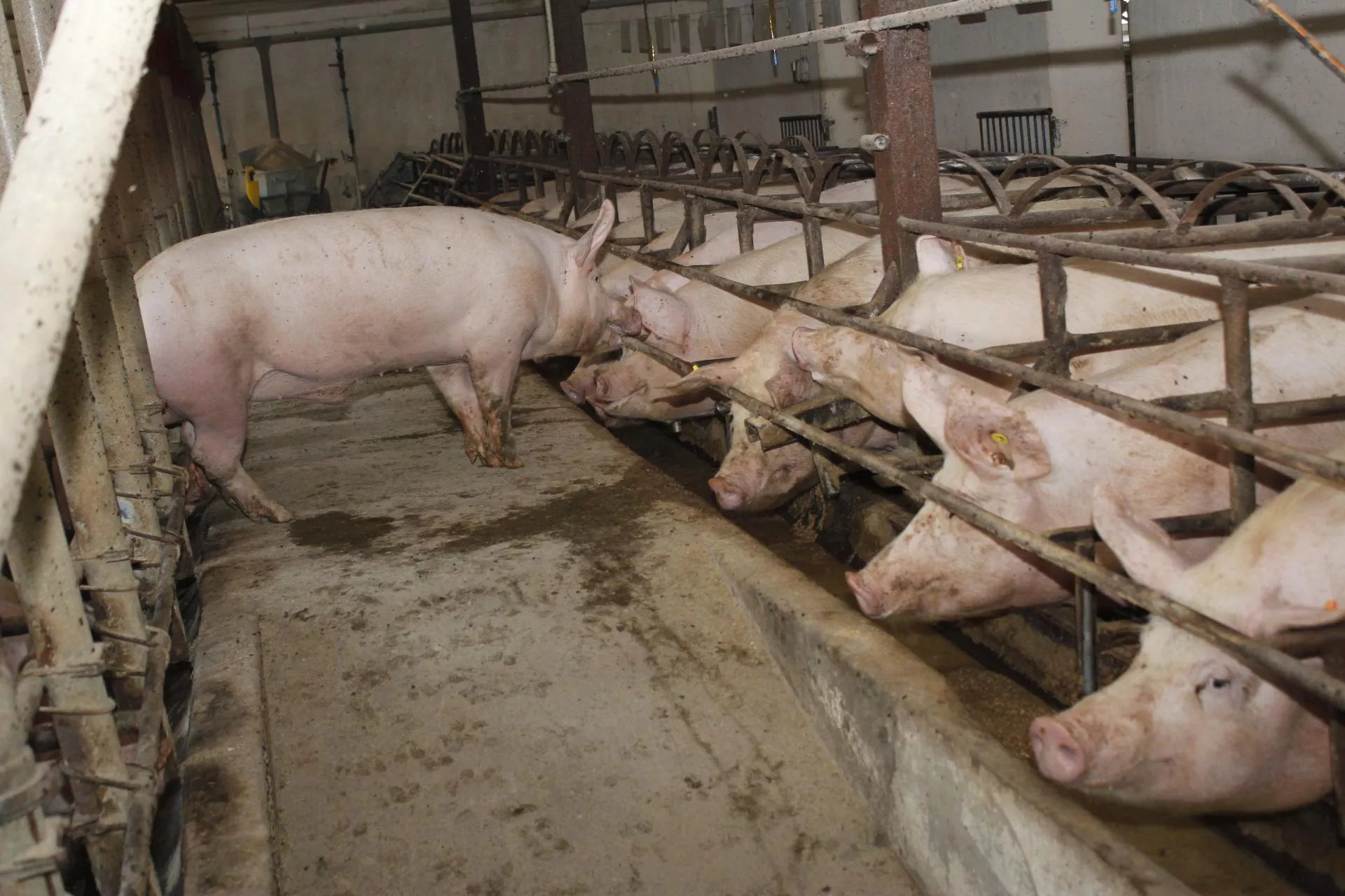 Rolnicy rezygnują ze świń. Rynek przejmują duże fermy