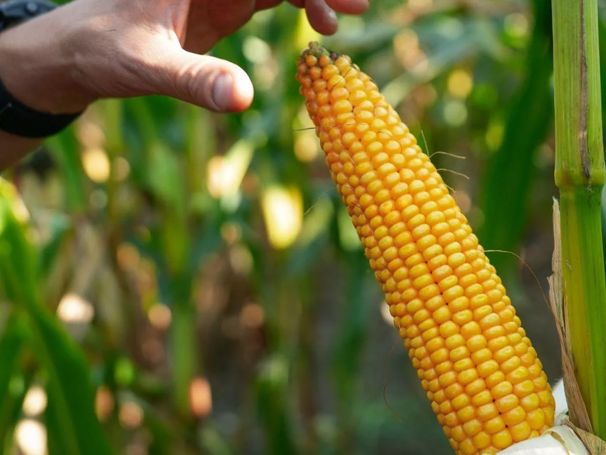 Kukurydziane nowości 2026. Te odmiany mogą zrobić różnicę na polu