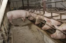 knur lochy sektor krycia wykrywanie rui