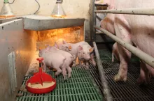 reportaż łukasz przytarski prosięta porodówka