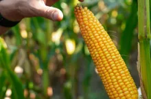 RGT Deixxel – najnowsza w ofercieOsadkowskiego na 2026 r. odmianaw segmencie odmian kiszonkowych