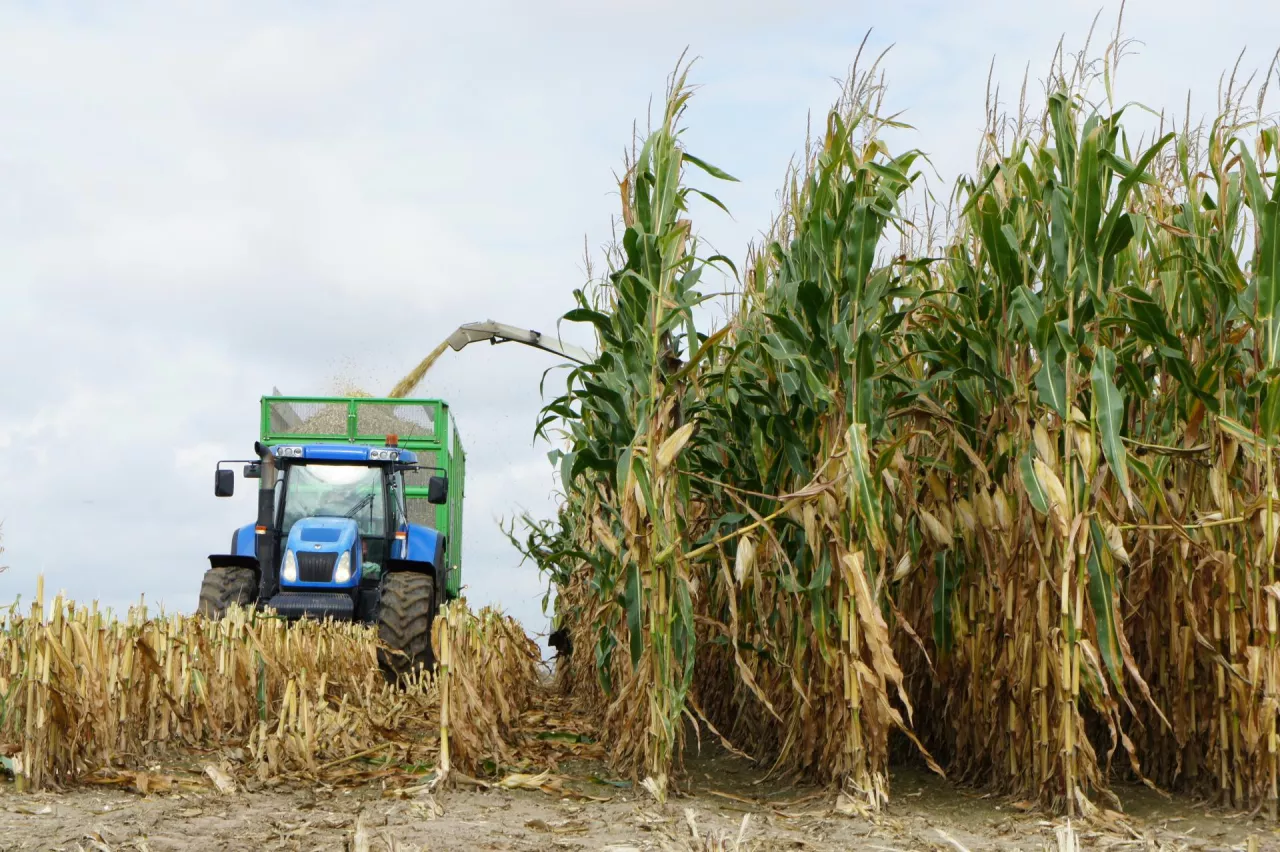 Są wstępne wyniki plonowania kukurydzy na kiszonkę. Które odmiany wygrały?