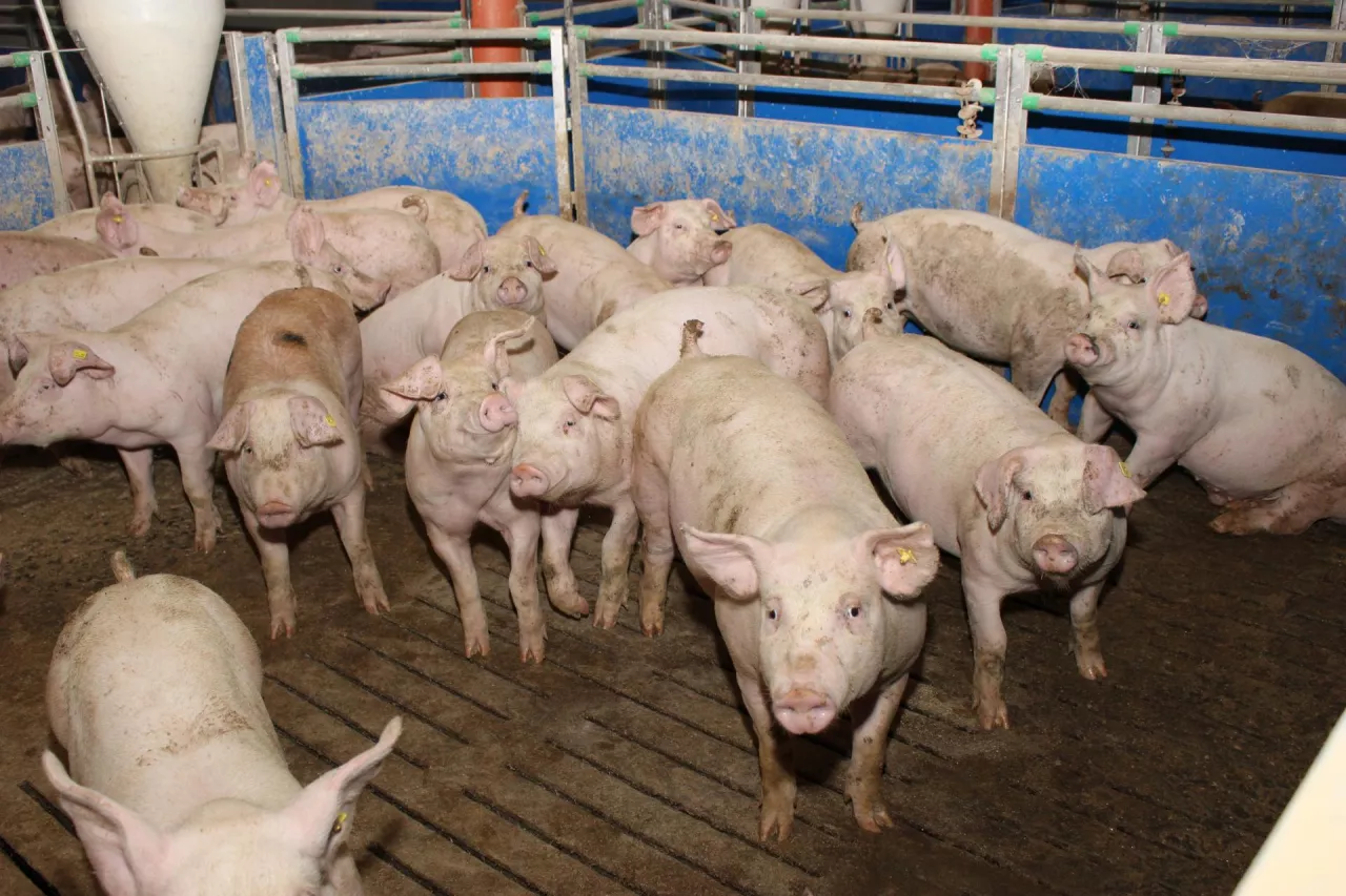 tuczniki tuczarnia na rusztach