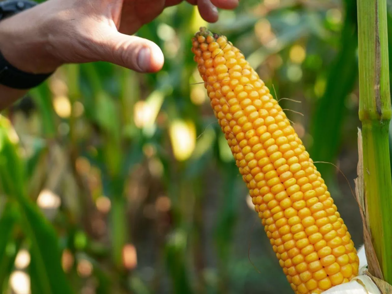 RGT Deixxel – najnowsza w ofercieOsadkowskiego na 2026 r. odmianaw segmencie odmian kiszonkowych