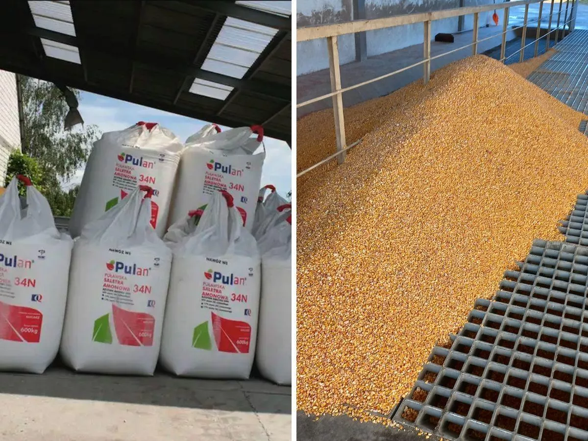 Kukurydza: 100 zł różnicy w cenie. Bydło w górę, a co z nawozami? [Raport rynkowy 7.11.2025]