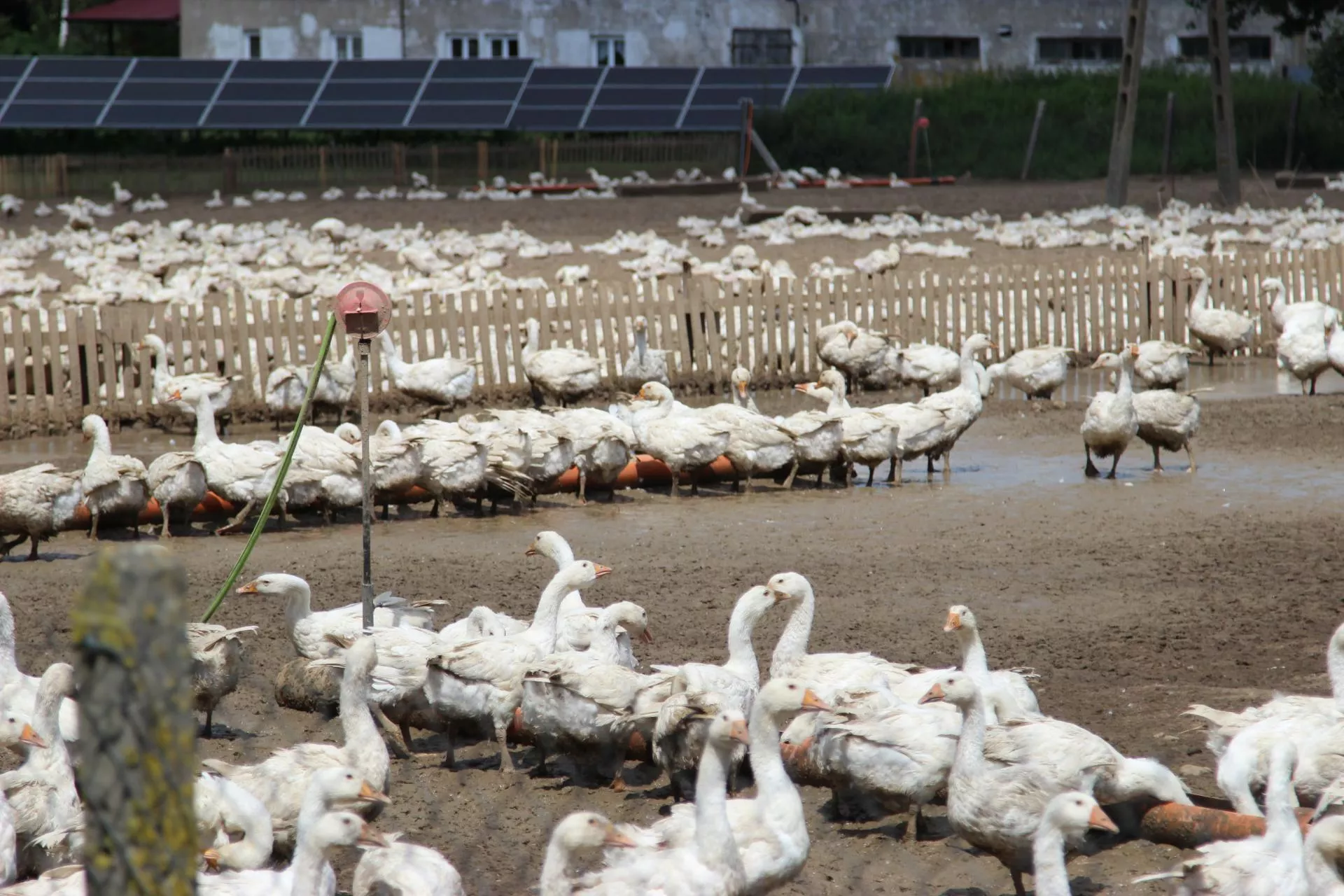 Polska gęsina drożeje. Ceny skupu wyższe choćby o 25 proc.