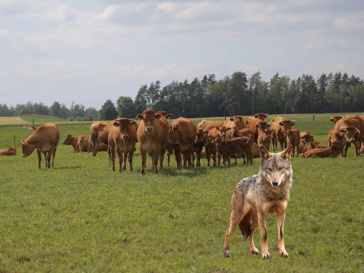 Wilki zagryzły bydło w nocy? Odszkodowania dla rolników coraz bliżej