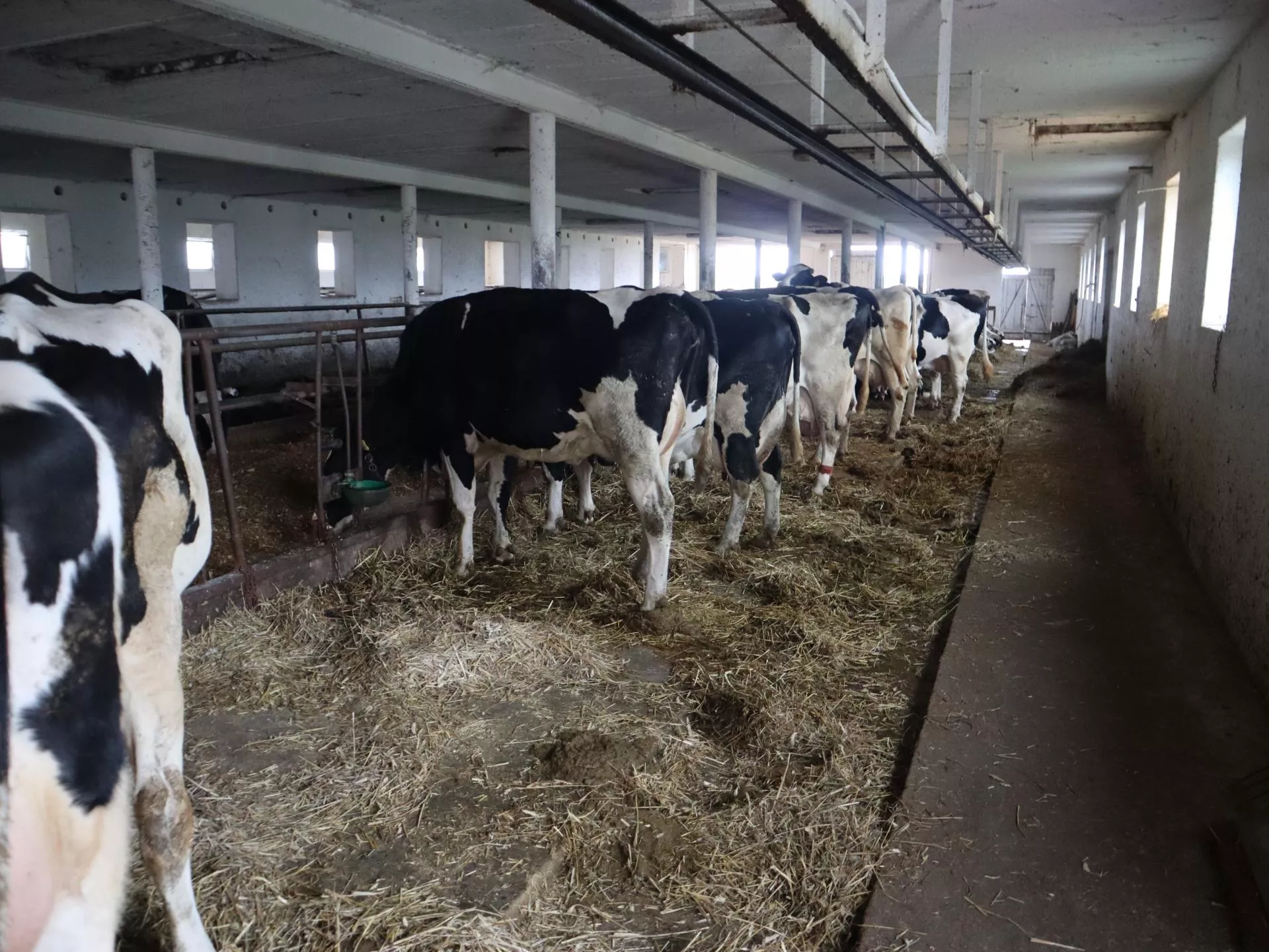 Nawet 300 tys. zł na inwestycje w oborze. ARiMR ogłasza nabór