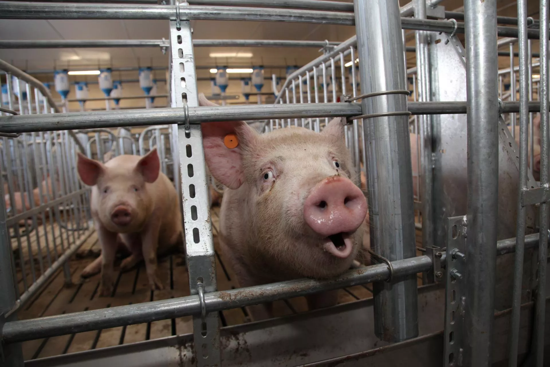 Rolników czeka ciężka zima. "Mamy 40 świń, a zarabiamy 1600 zł miesięcznie"