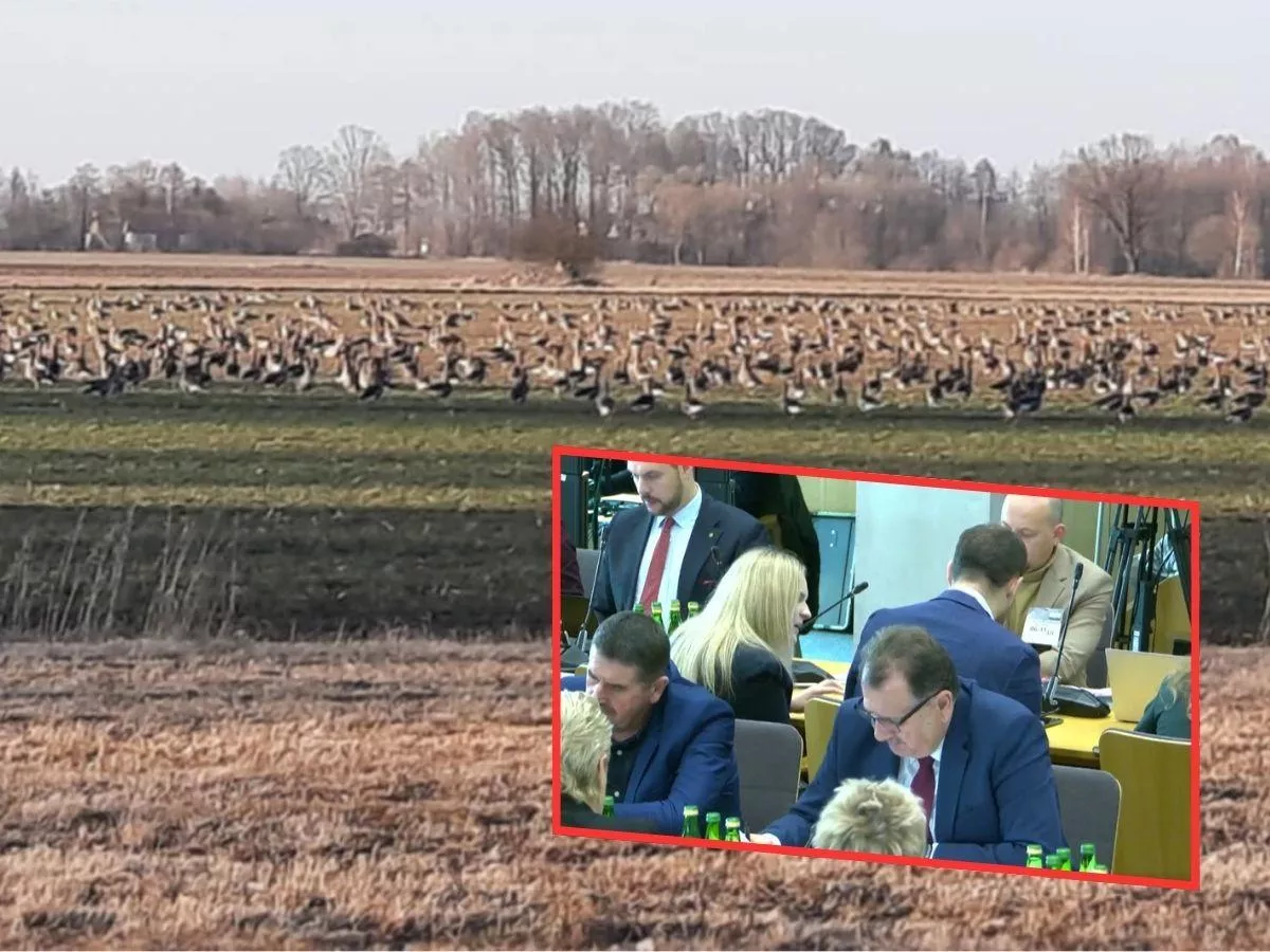 Rolnicy dostaną odszkodowania za ptaki. "Czekamy na to od 20 lat"