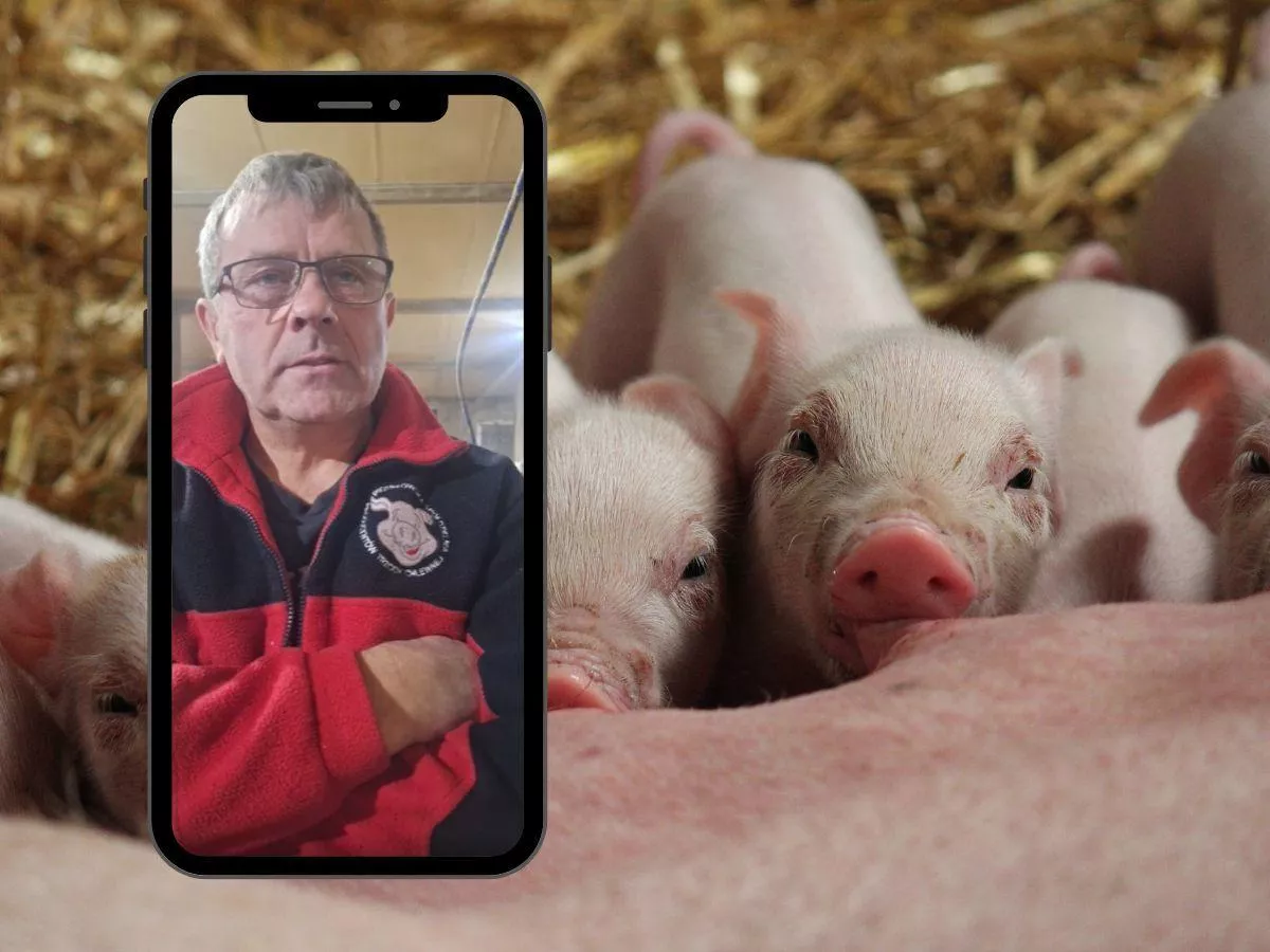 Świnie po 5 zł, rachunki dwa razy wyższe. Protest rolników w zagłębiu trzodziarskim