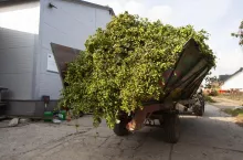 Kolejna branża rolna na krawędzi. Nowe przepisy uderzą w setki gospodarstw